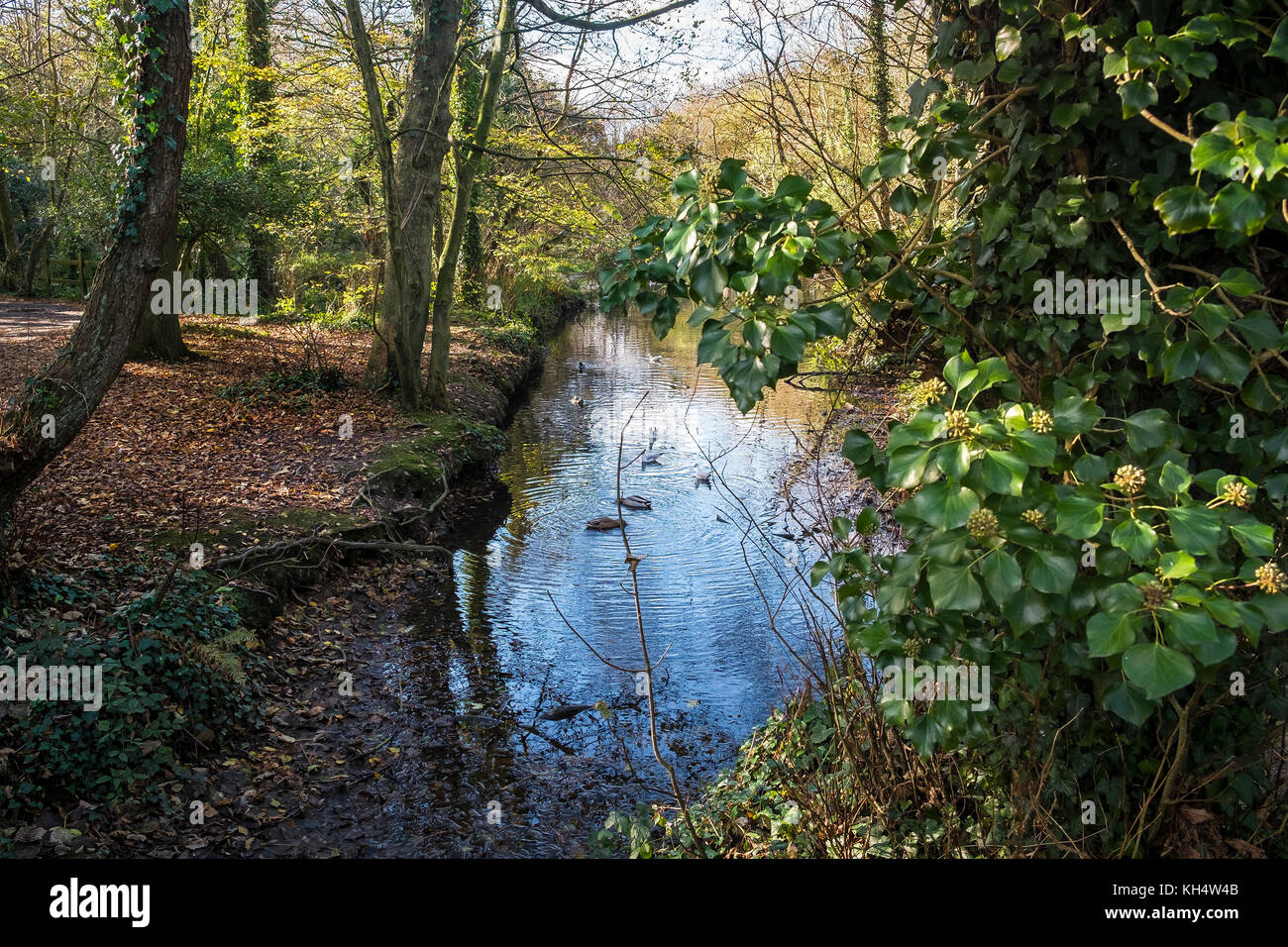 Un jour d'automne ensoleillé à Tehidy Country Park Cornwall Royaume-Uni. Banque D'Images