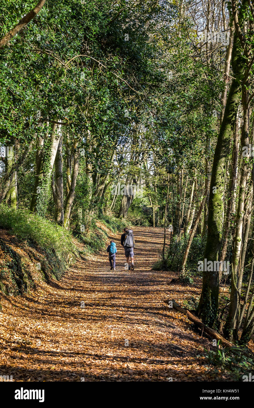 L'automne laisse de la lumière dans le parc régional de Tehidy Cornwall. Banque D'Images
