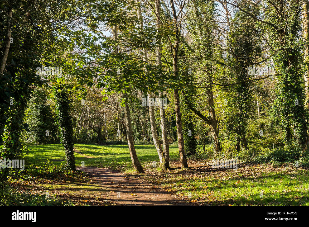 Automne à Tehidy Country Park Cornwall Royaume-Uni. Banque D'Images