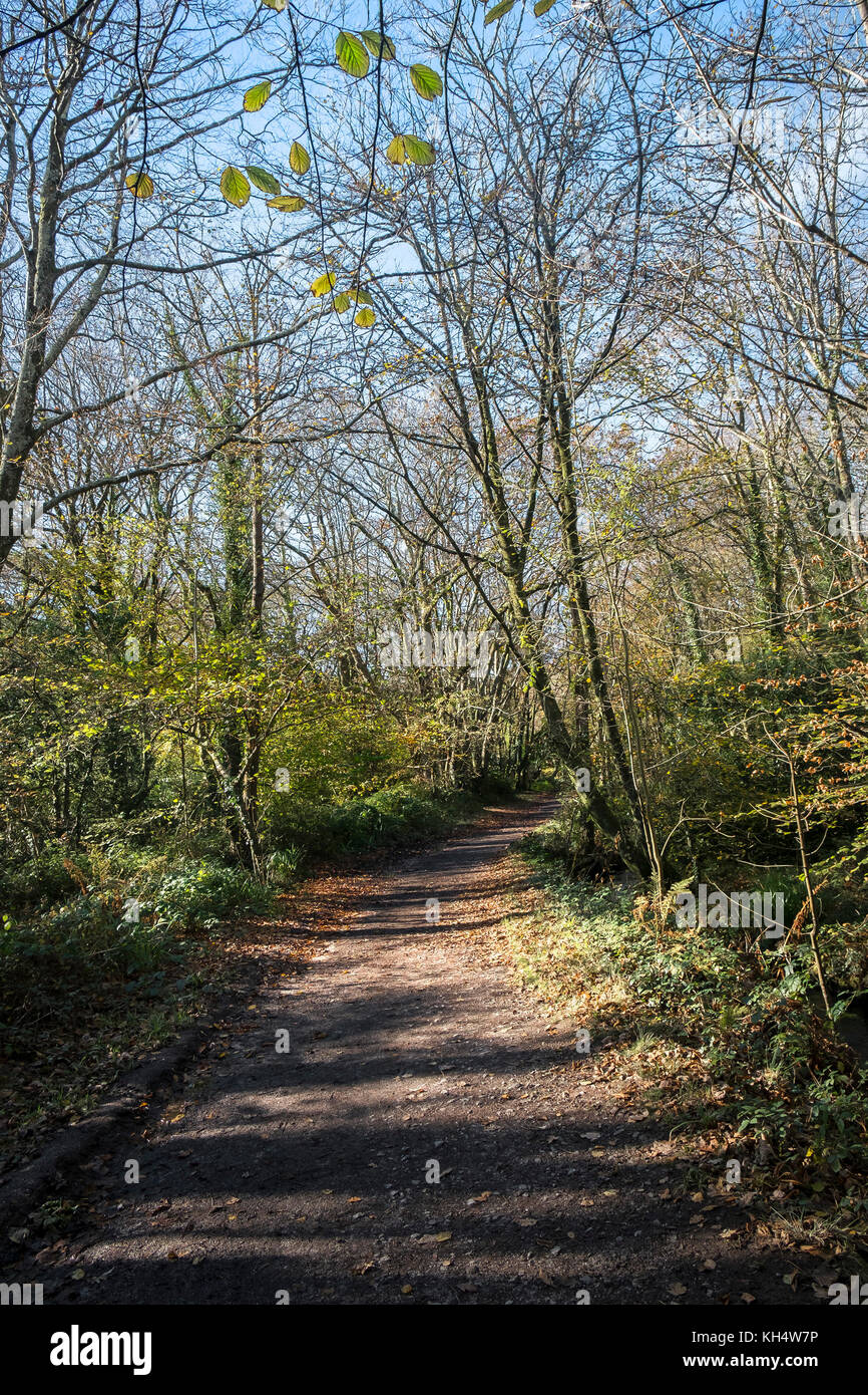 Un sentier dans un parc régional de Tehidy à l'automne Cornwall au Royaume-Uni. Banque D'Images