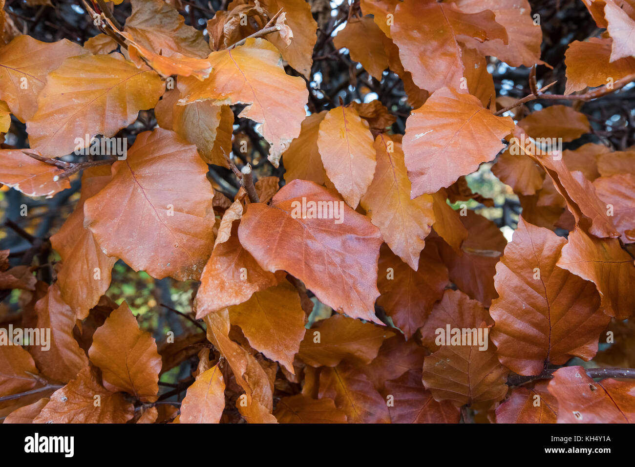 Hêtre Fagus sylvatica. Feuilles d'automne sur une haie, Fagus sylvatica Banque D'Images