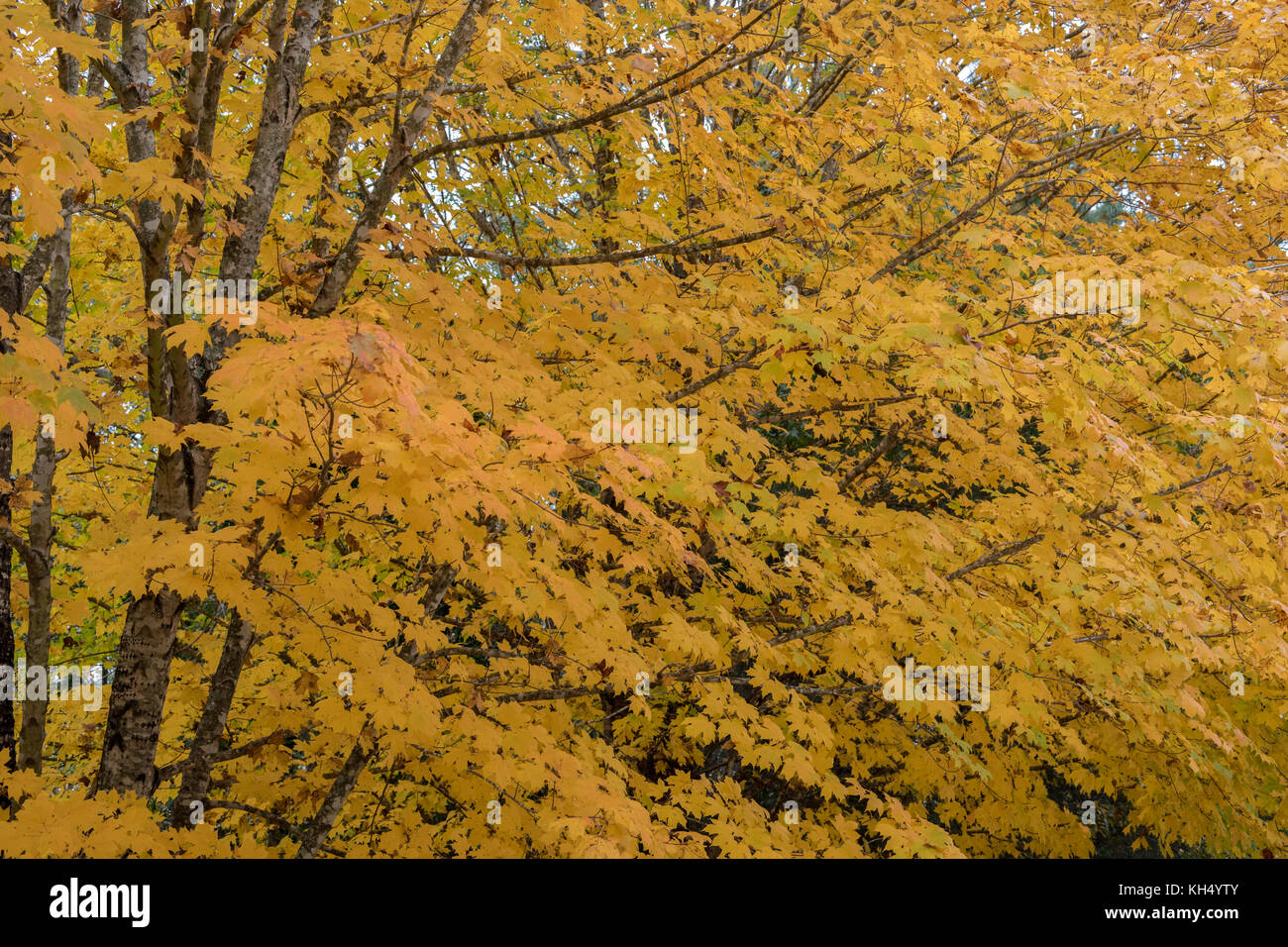 L'érable à sucre (Acer saccharum) est un arbre de bois feuillus les forêts du Canada et le nord de parties de l'Est des États-Unis. Il est mieux connu comme la principale source de sirop d'érable, et pour son feuillage d'automne extrêmement lumineux qui peuvent aller d'un jaune presque flluorescent re-orange en couleur. Banque D'Images