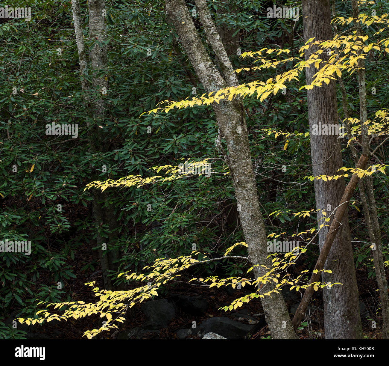 Le bouleau jaune (Betula alleghaniensis) pousse généralement dans la partie nord-est des États-Unis. son habitat ne s'étendent dans le sud-est des États-Unis à la plus haute altitude dans la région de tennesee, Caroline du Nord, et de la Géorgie. Comme plusieurs espèces de la famille, l'écorce va commencer à révéler un peeling nature quand il mûrit. Banque D'Images