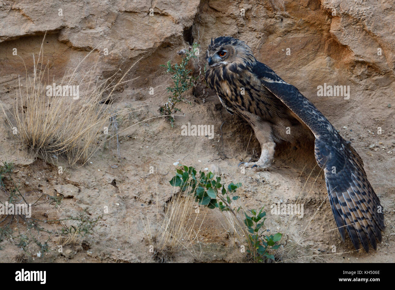 Grand / owl Bubo bubo europaeischer uhu ( ), jeune oiseau, assise dans une pente raide d'une carrière de sable, qui s'étend ses ailes, de la faune, de l'Europe. Banque D'Images