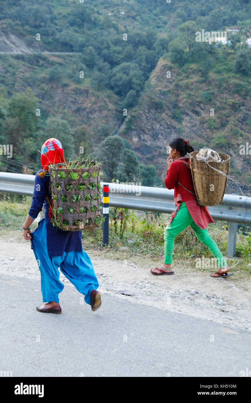 Uttarakhand, Himalayan Mountain Women vivent et travaillent, la production de fourrage vert à partir du blé aide les animaux. (Photo Copyright © Saji Maramon) Banque D'Images