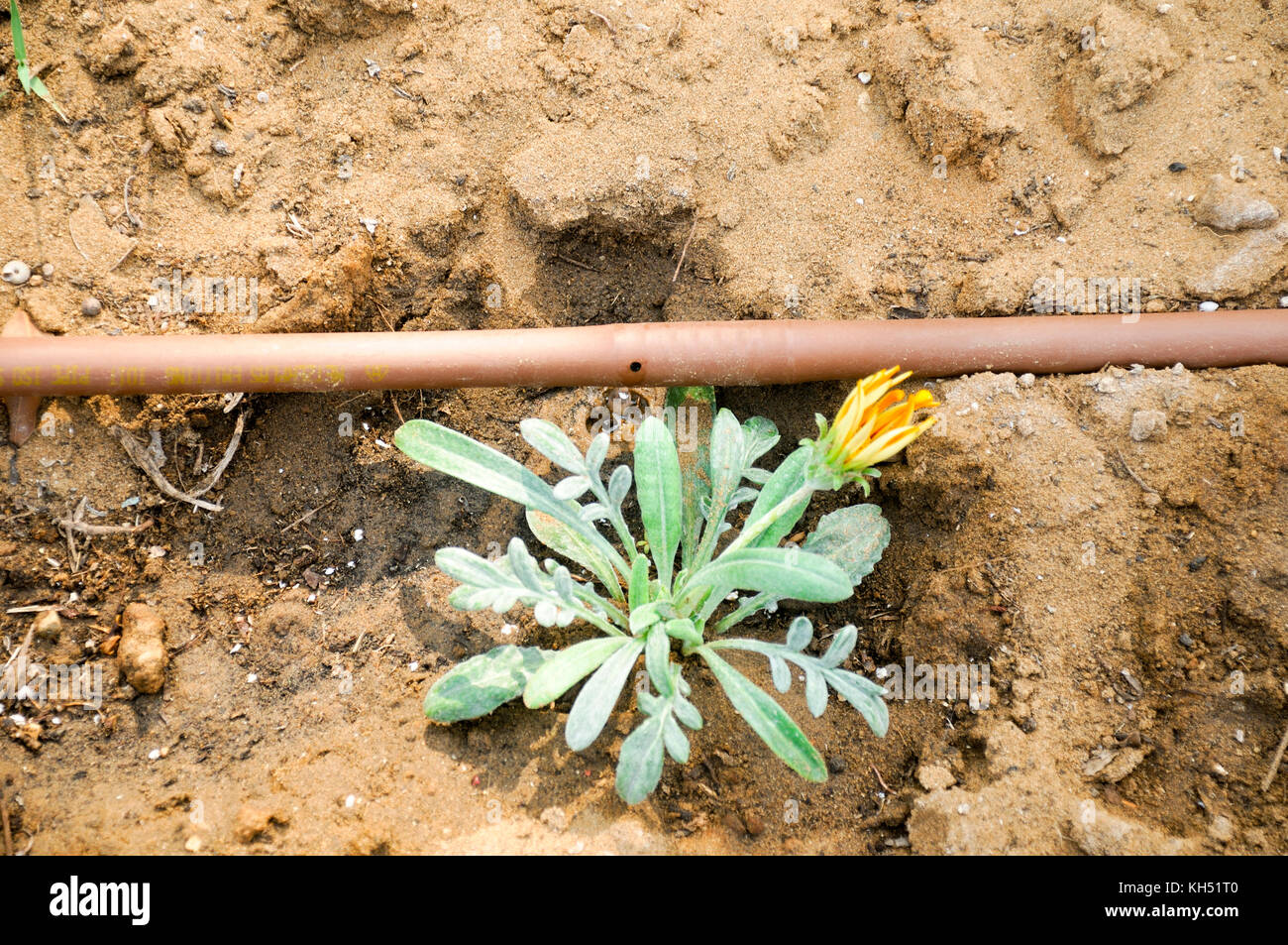 Israël, Tel Aviv, irrigation au goutte à goutte d'un jardin d'un moyen efficace pour économiser l'eau Banque D'Images