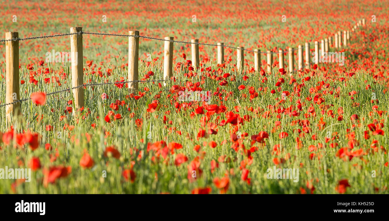 Coquelicots et d'autre d'une clôture sur le Chartham Downs, Canterbury, Kent, UK - fait partie de la North Downs Way. Banque D'Images