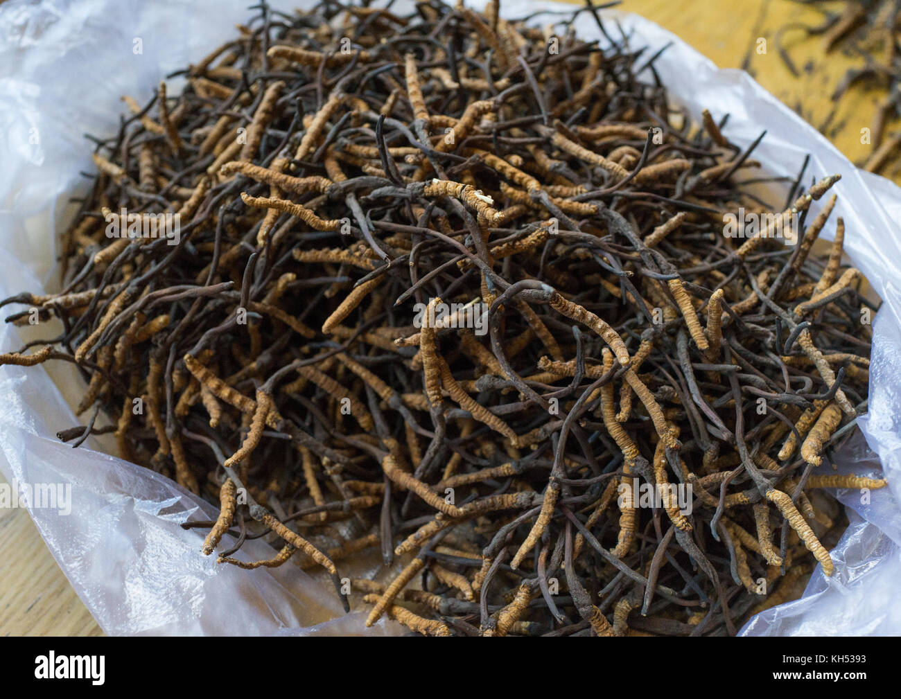 Caterpillar Fungus trouvés dans les montagnes tibétaines, province de Qinghai, Chine, Sogzong Banque D'Images