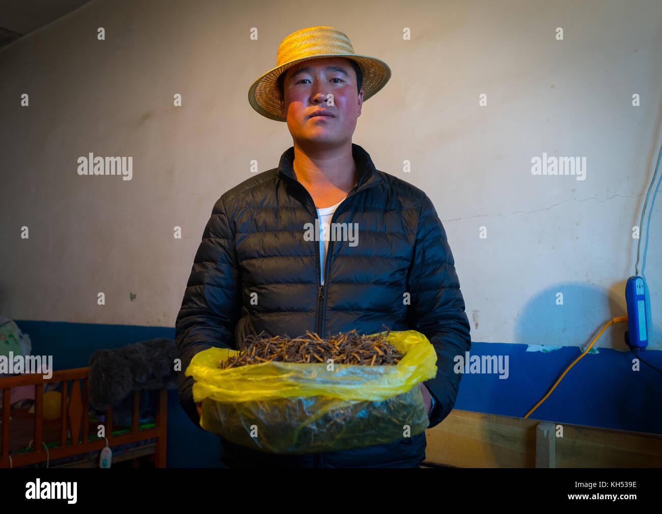 Hui homme vendeur avec un sac rempli de Caterpillar Fungus coûtant des milliers de dollars, la province de Qinghai, Chine, Sogzong Banque D'Images