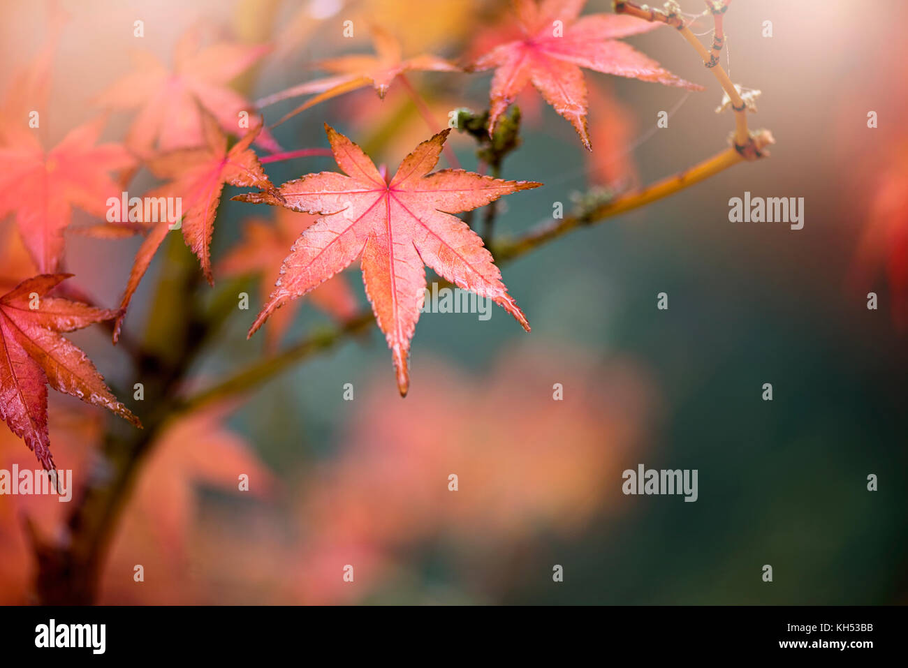 Close-up image de la belles couleurs d'automne de l'Acer palmatum quitte également connu sous le nom de l'érable japonais. Banque D'Images