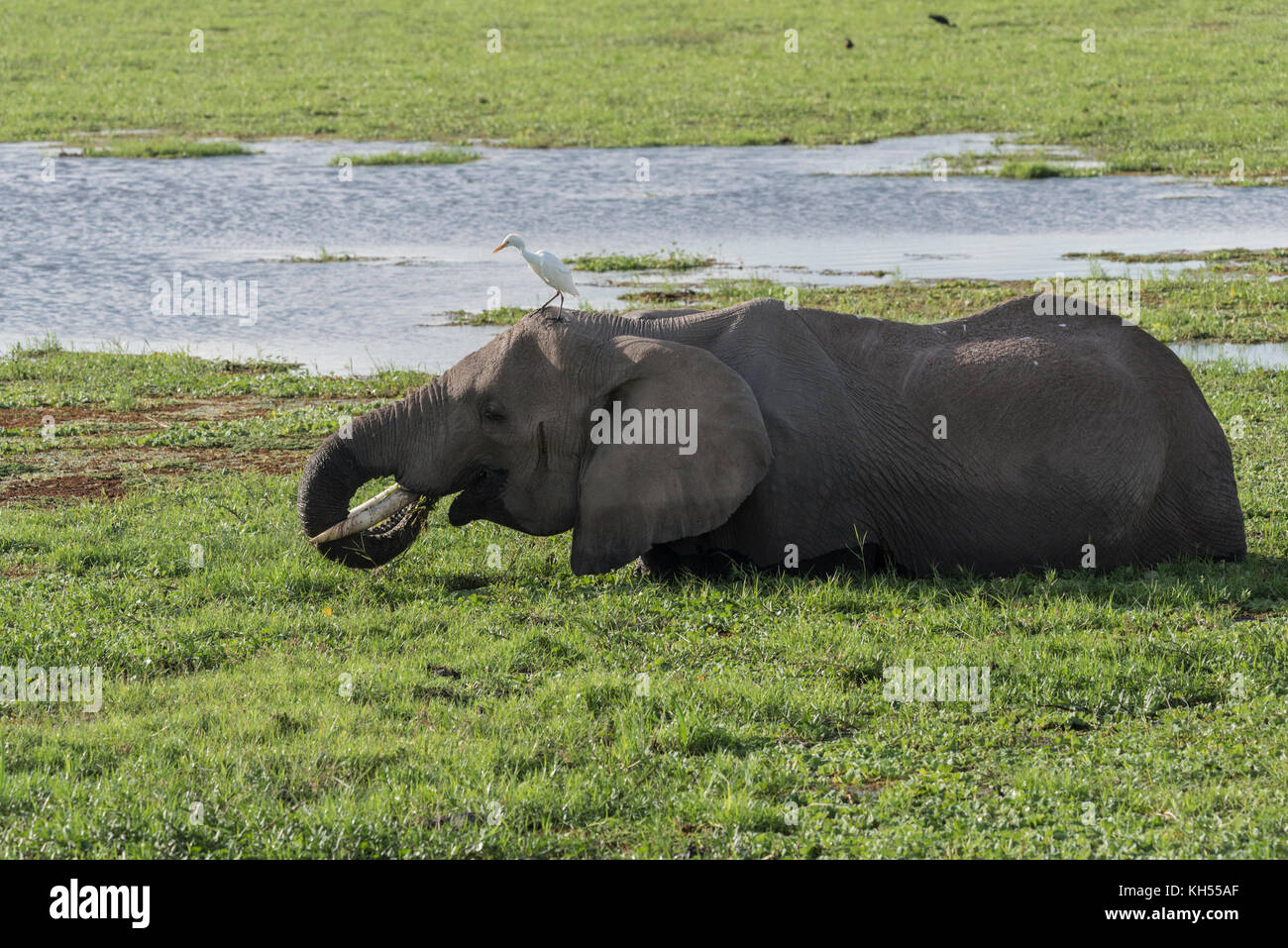 L'éléphant africain (Loxodonta africana) se nourrissaient dans les marécages d'Amboseli au Kenya Banque D'Images