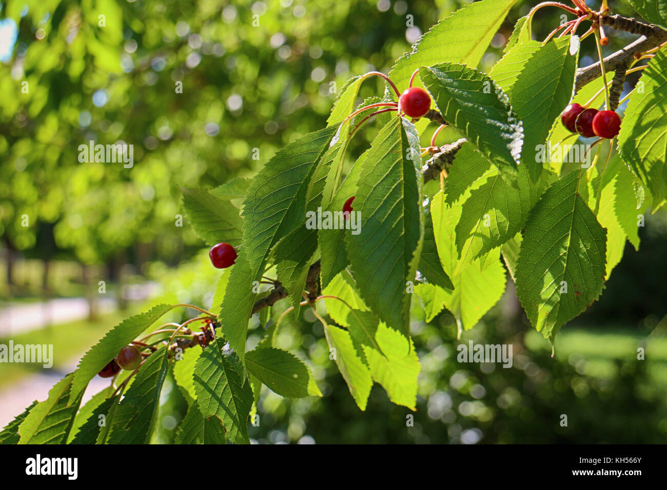 Close up cherry tree branch avec des feuilles vertes au printemps Banque D'Images