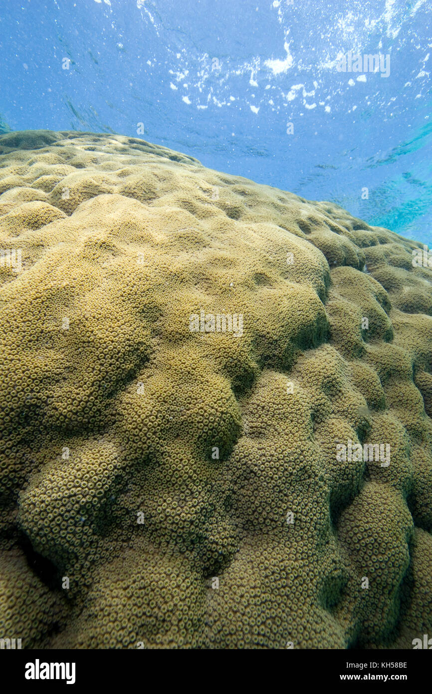 Rocher de corail Montastrea annularis Star, colonie, en eau peu profonde, les Keys de Floride Banque D'Images