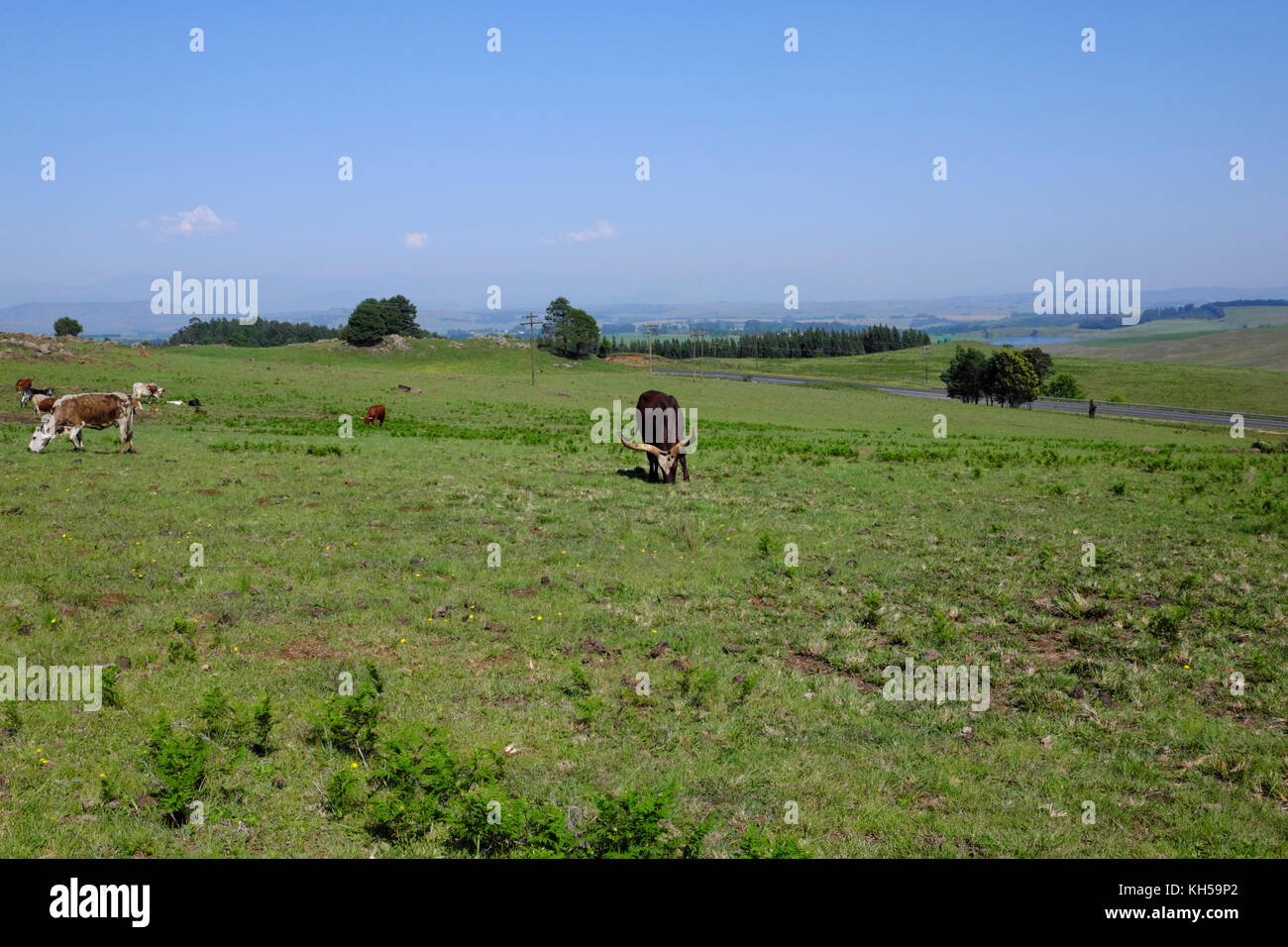 Bovins Watusi Ankole dans une ferme en Afrique du Sud. Banque D'Images