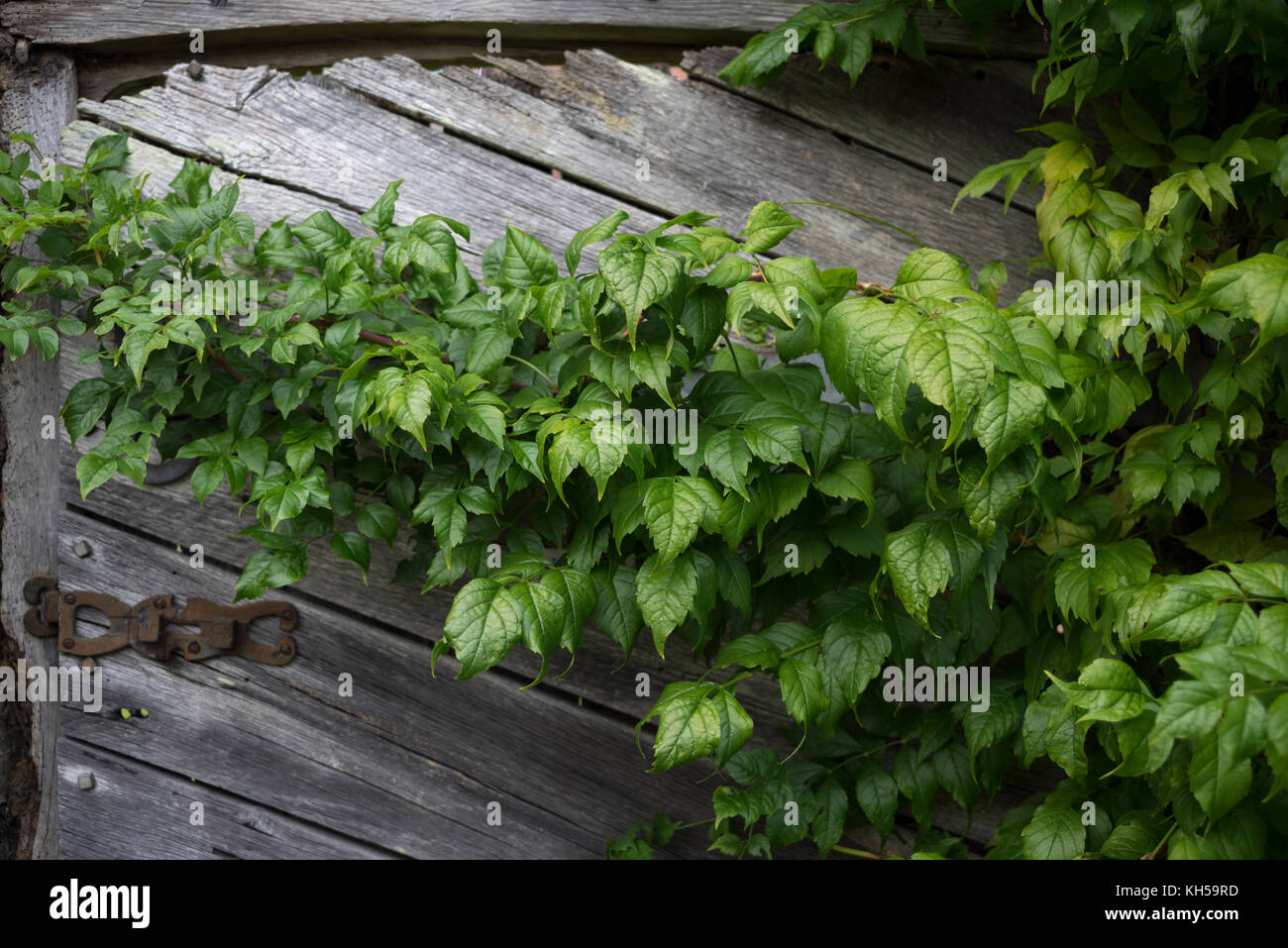 Plante feuillue en extérieur avec de plus en plus vieille porte en bois Banque D'Images