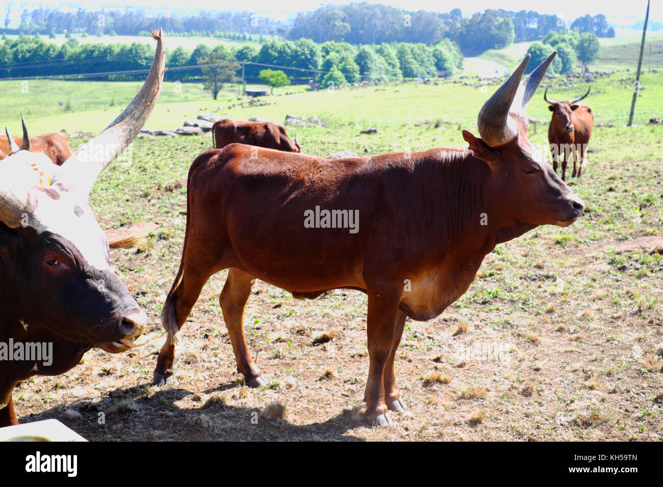 Bovins Watusi Ankole dans une ferme en Afrique du Sud. Banque D'Images