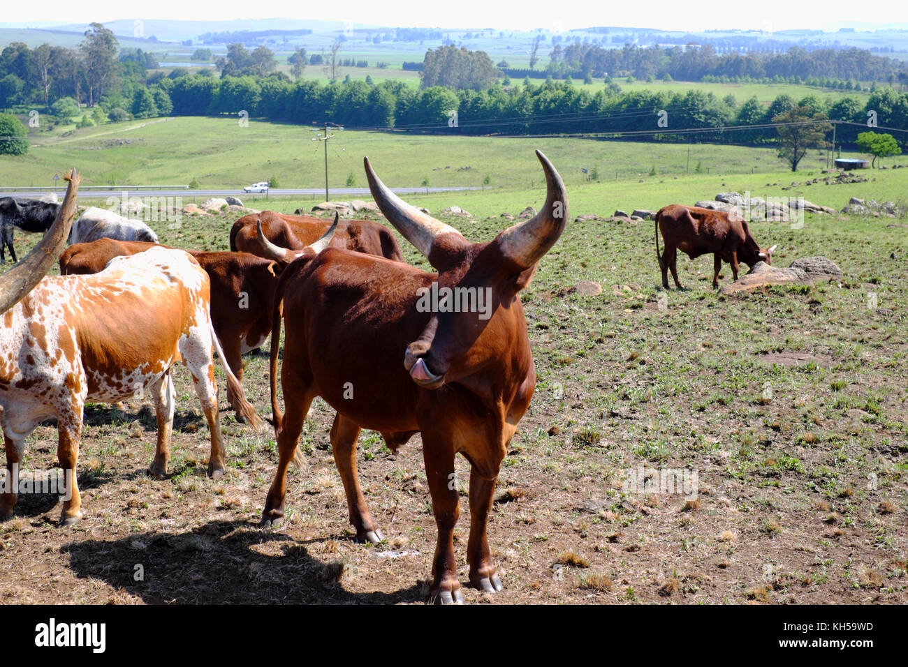 Bovins Watusi Ankole dans une ferme en Afrique du Sud. Banque D'Images