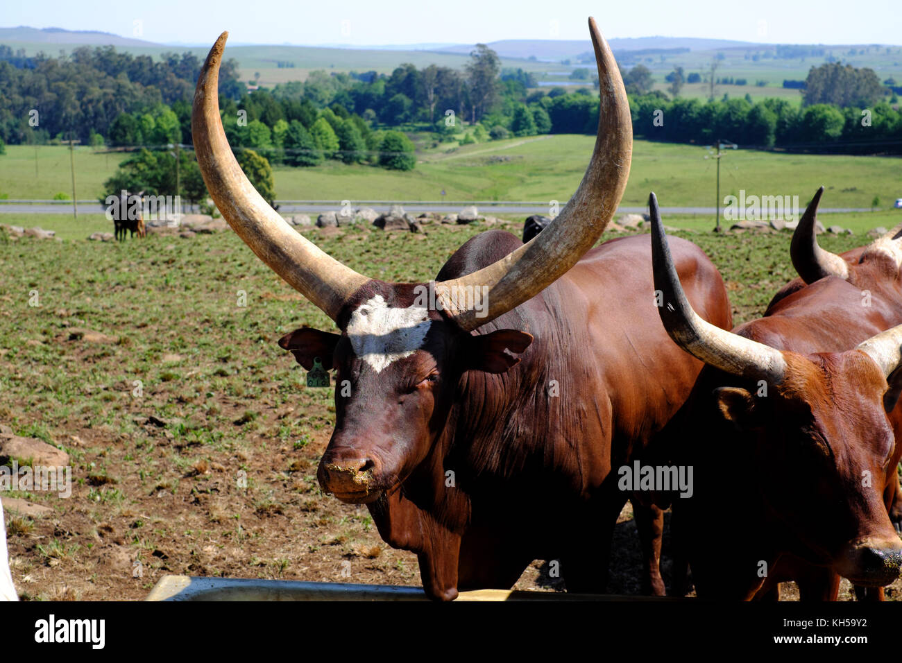 Bovins Watusi Ankole dans une ferme en Afrique du Sud. Banque D'Images