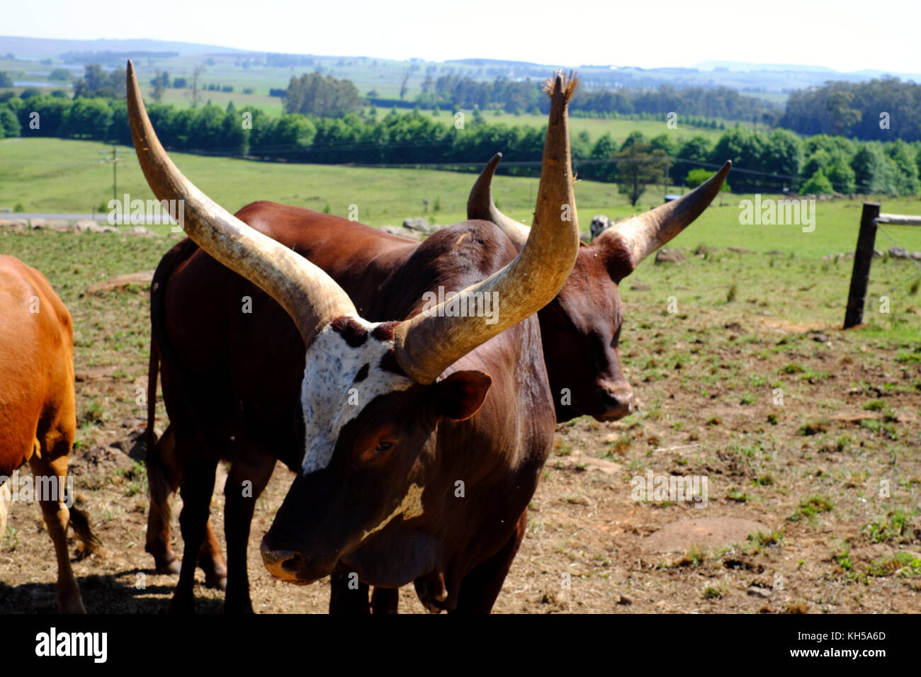 Bovins Watusi Ankole dans une ferme en Afrique du Sud. Banque D'Images