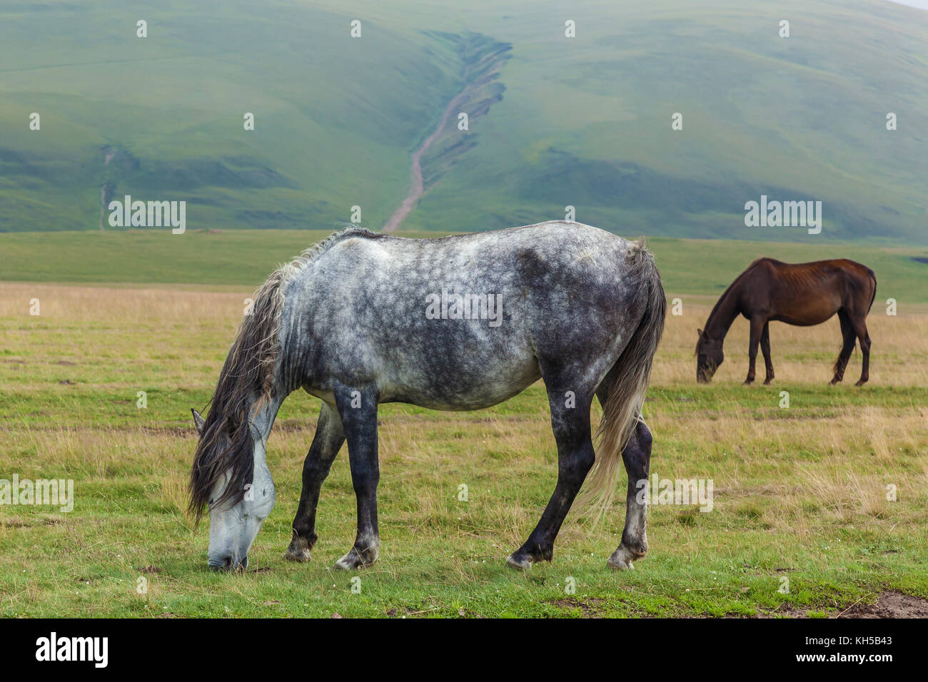 pommier gris et chevaux bruns. Banque D'Images