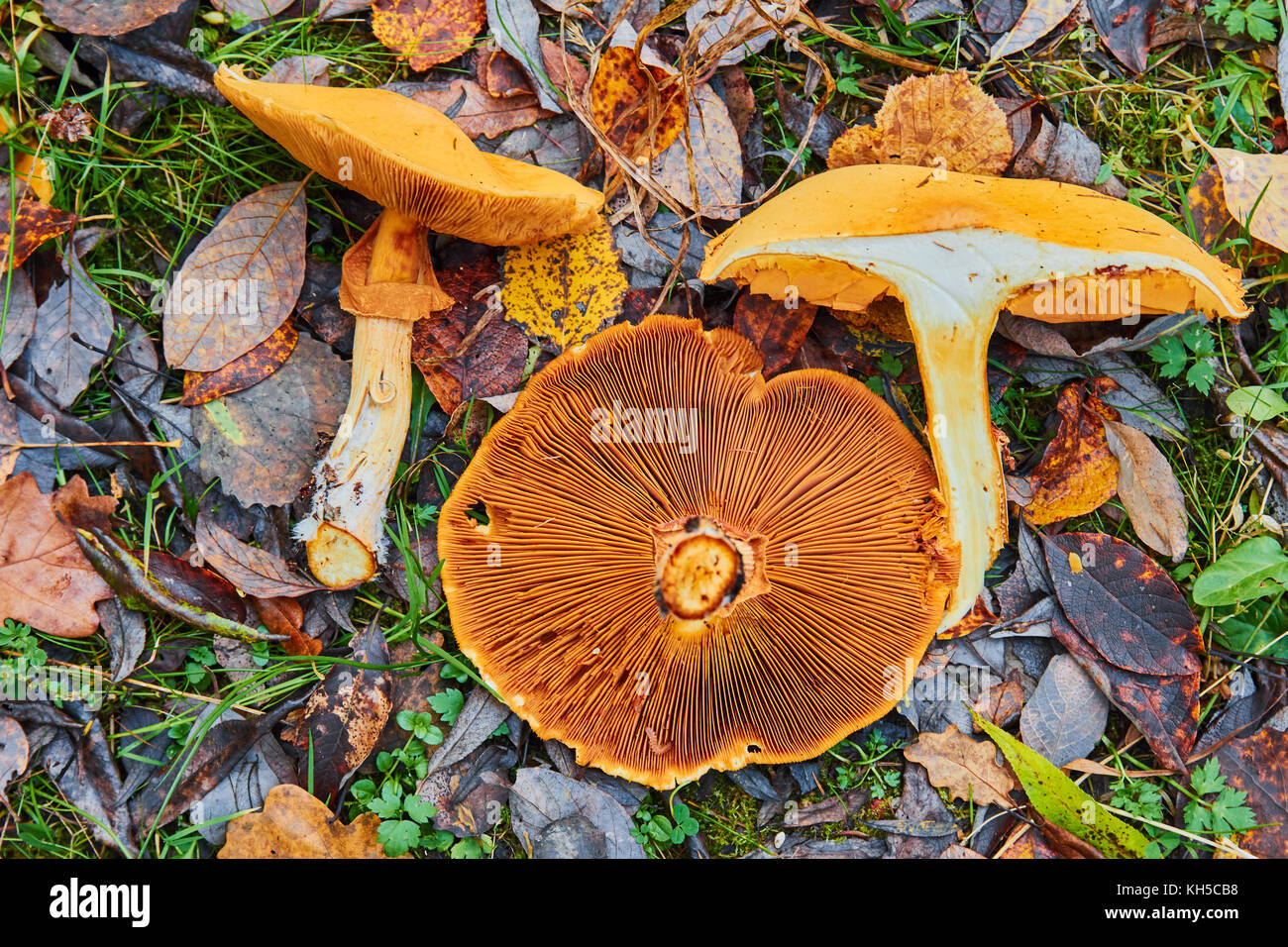 Phaeolepiota aurea,golden mushroom dans la forêt Banque D'Images