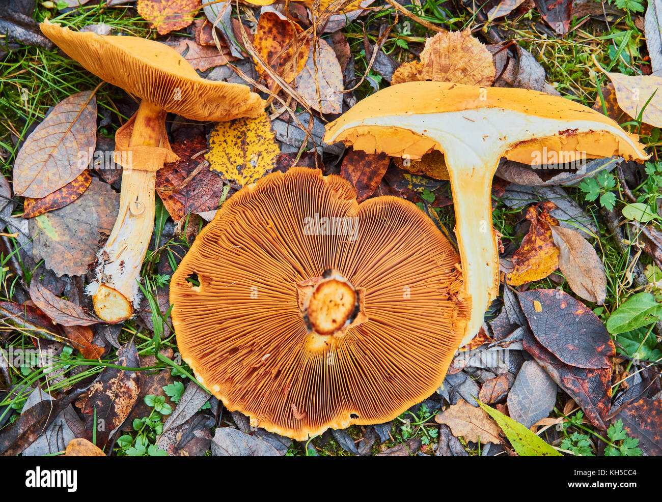 Phaeolepiota aurea,golden mushroom dans la forêt Banque D'Images