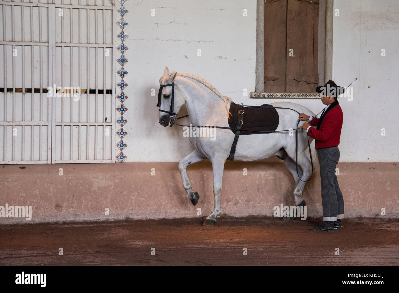 Amérique Centrale, Costa Rica, Province D'Alajuela, Rancho San Miguel. Spectacle de chevaux andalous traditionnel, entraîneur masculin dans une tenue typique. Banque D'Images