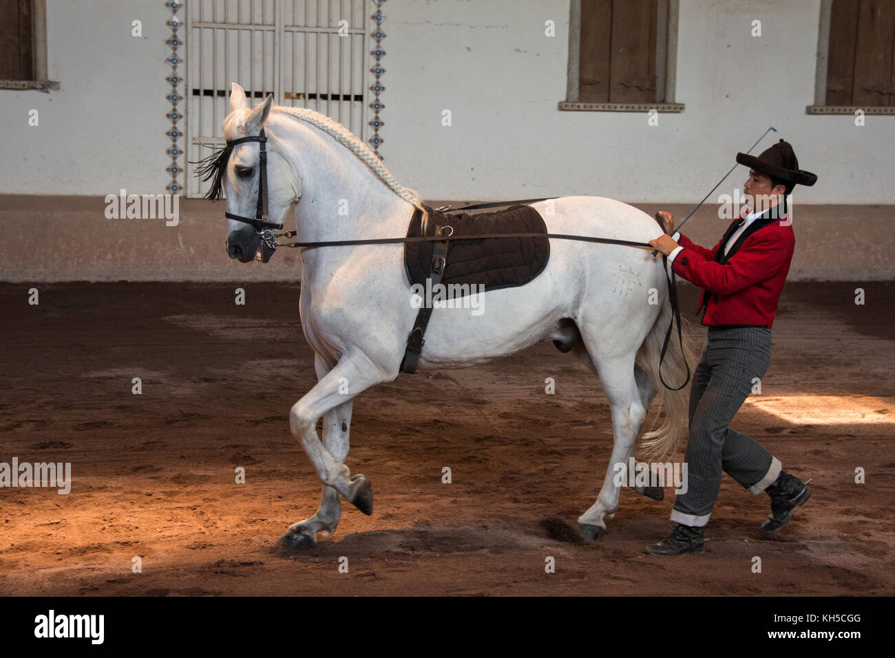Amérique Centrale, Costa Rica, Province D'Alajuela, Rancho San Miguel. Spectacle de chevaux andalous traditionnel, entraîneur masculin dans une tenue typique. Banque D'Images