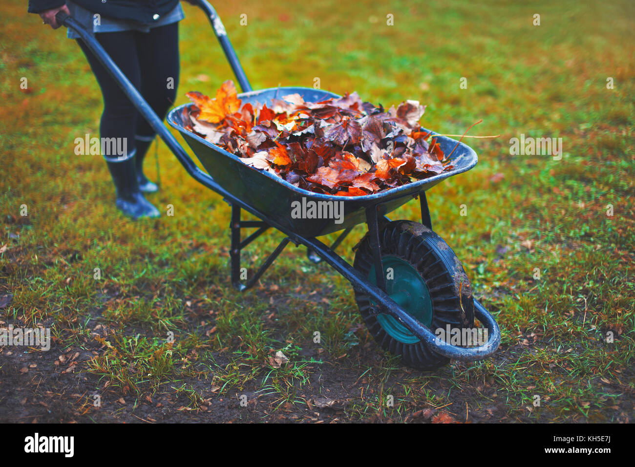 Woman pushing wheelbarrow avec feuilles de couleur orange, classé Banque D'Images