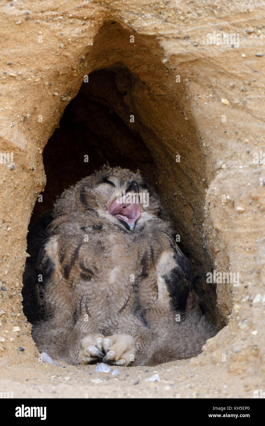 Grand duc ( Bubo bubo ), jeune, couché dans l'entrée de leur nid burrow, fatigué, le bâillement petit poussin, drôles, de la faune, de l'Europe. Banque D'Images