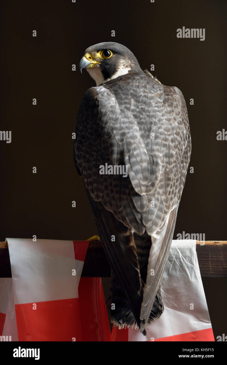 Faucon pèlerin ( Falco peregrinus ), mâle adulte, tercel, perché sur une main courante en bois, en regardant en arrière sur son épaule, la faune, l'Europe. Banque D'Images