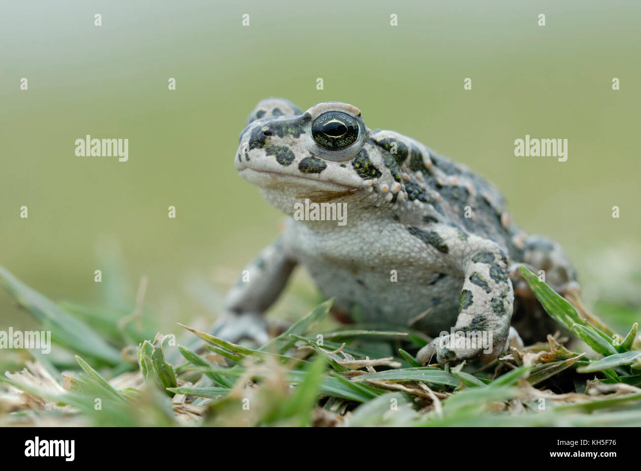 Toad vert ( Bufotes viridis ), femme, assise, couching dans l'herbe sur le sol, pose typique, vue latérale frontale détaillée, faune, Europe. Banque D'Images
