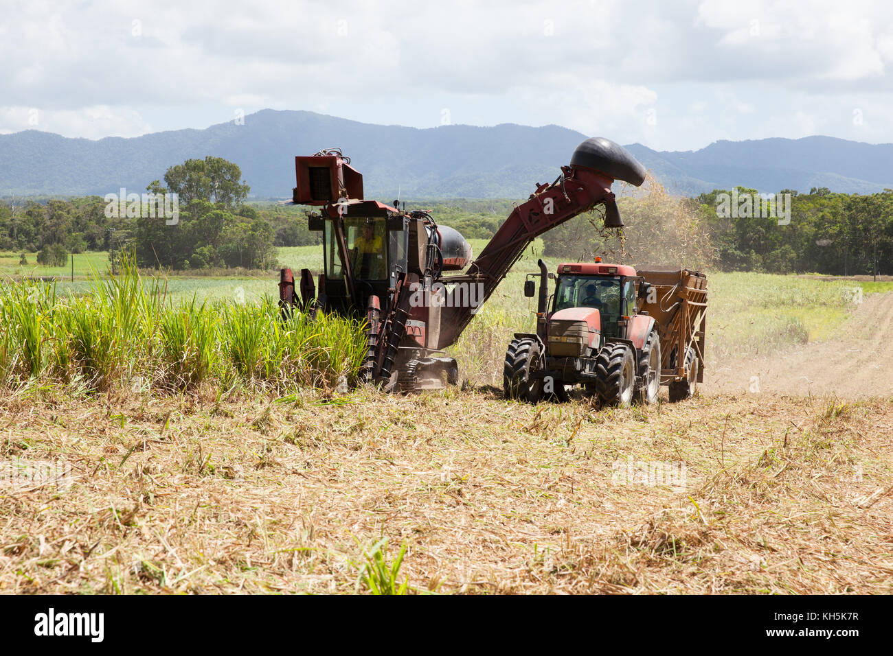 Récolte de la canne à sucre. Octobre. Lower Daintree. Queensland. Australie. Banque D'Images