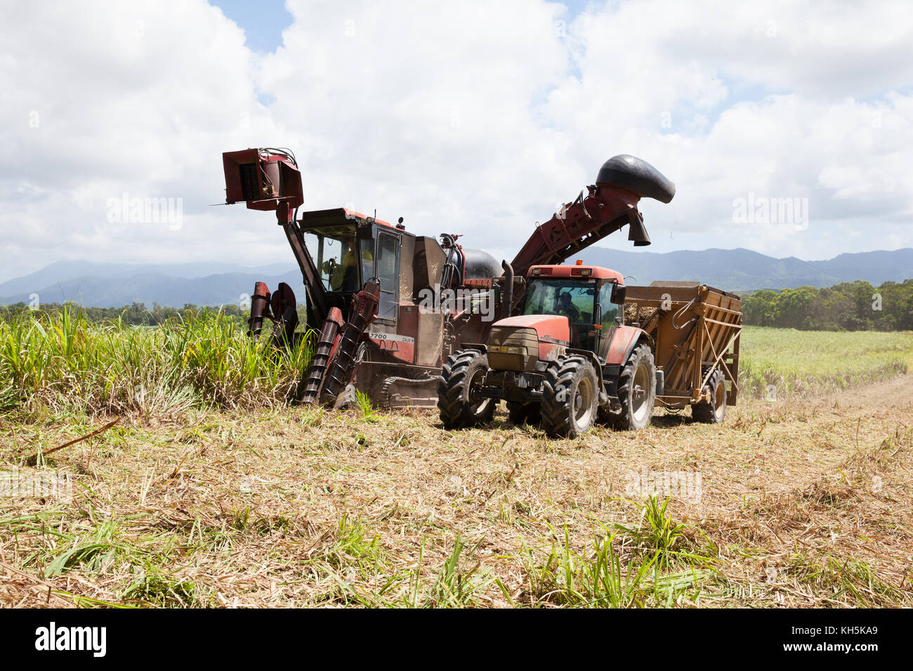 La récolte de canne à sucre. octobre. abaisser daintree. queensland. L'Australie. Banque D'Images