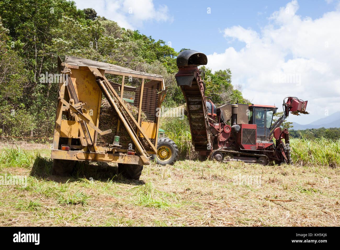 Récolte de la canne à sucre. Octobre. Lower Daintree. Queensland. Australie. Banque D'Images