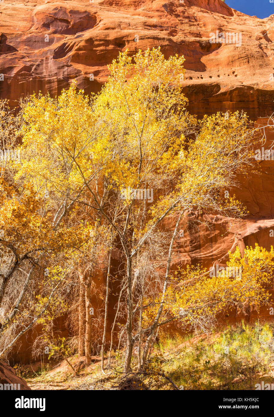 Peupliers en plein automne Couleur néon en canyon, grand staircase Escalante National Monument (Utah). Banque D'Images