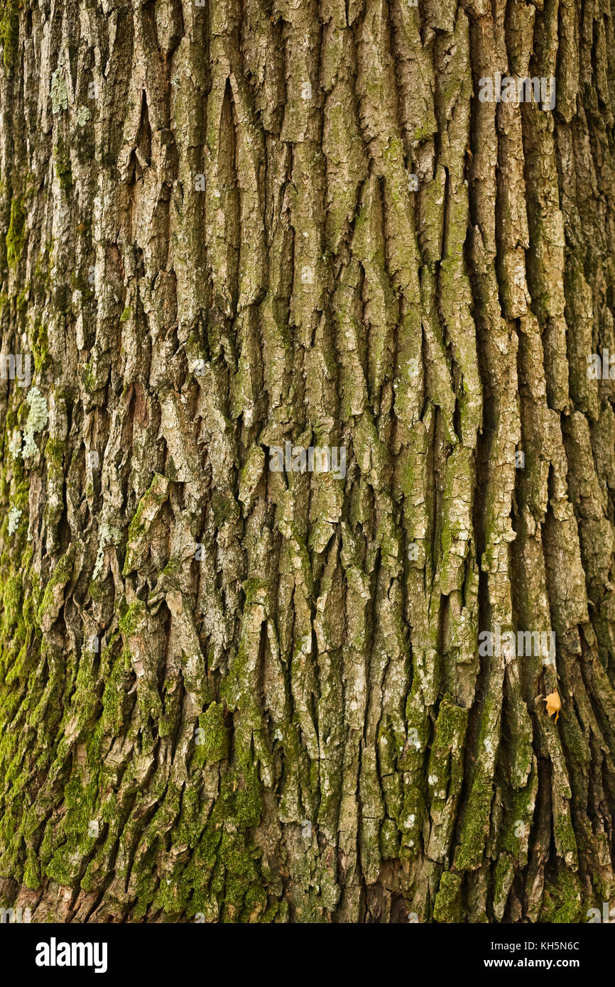 Mariton: Tree Bark - Natural Lands