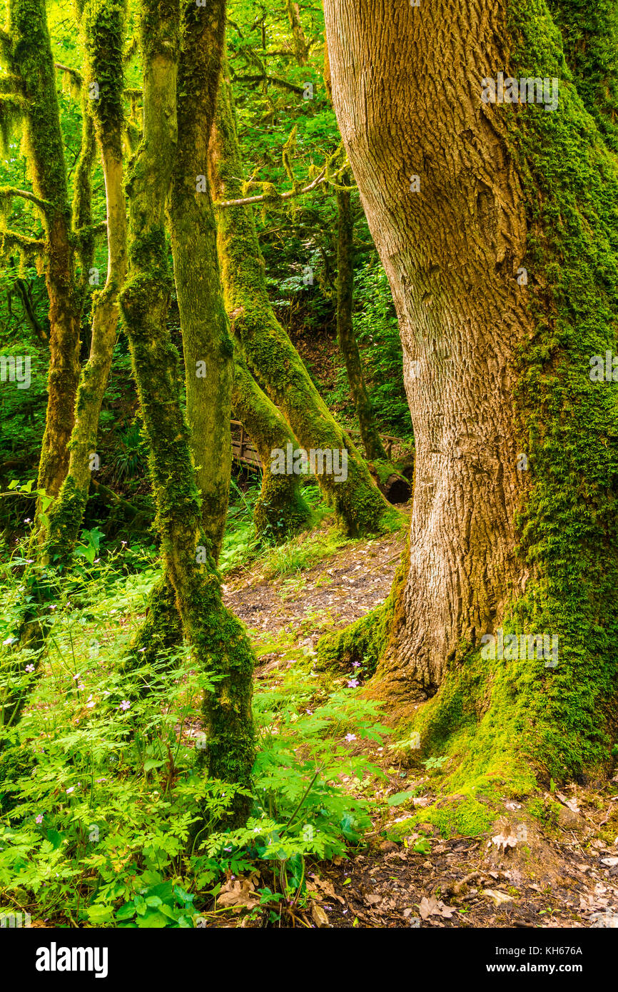 Plusieurs arbres de buis moussus près de Big tronc de vieil arbre dans la forêt en été 24 Banque D'Images