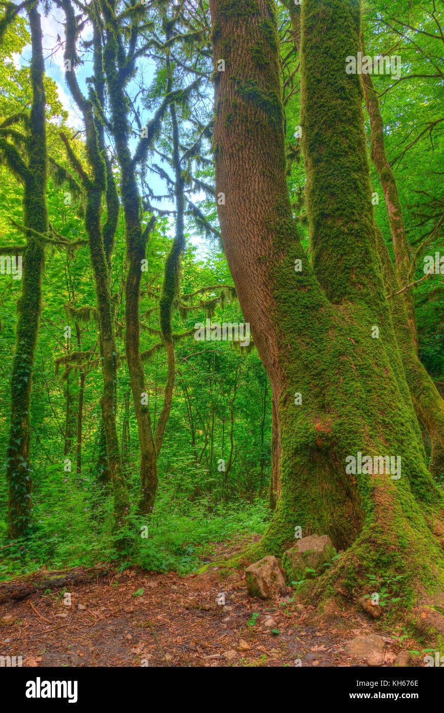 Plusieurs arbres de buis moussus près de Big tronc de vieil arbre dans la forêt en été 24 Banque D'Images