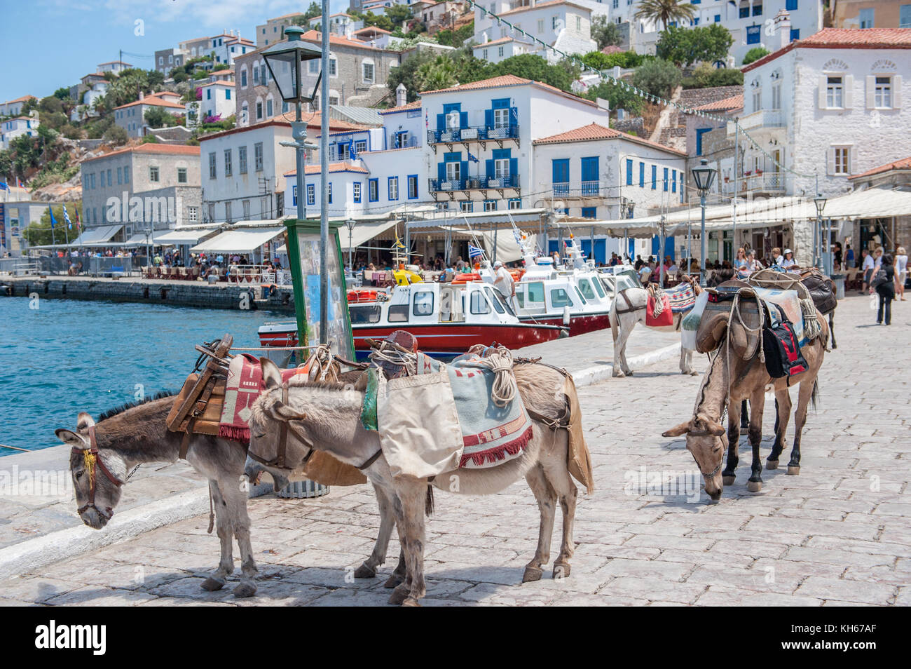 Hydra est une île grecque dans la mer Egée. les ânes sont le principal moyen de transport. Banque D'Images