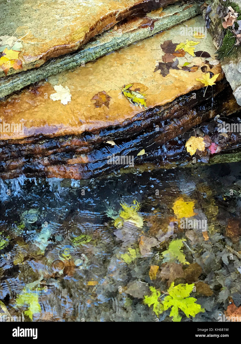 Alfred Caldwell Lily Pool en automne, zoo de Lincoln Park, Lincoln Park, Chicago Banque D'Images