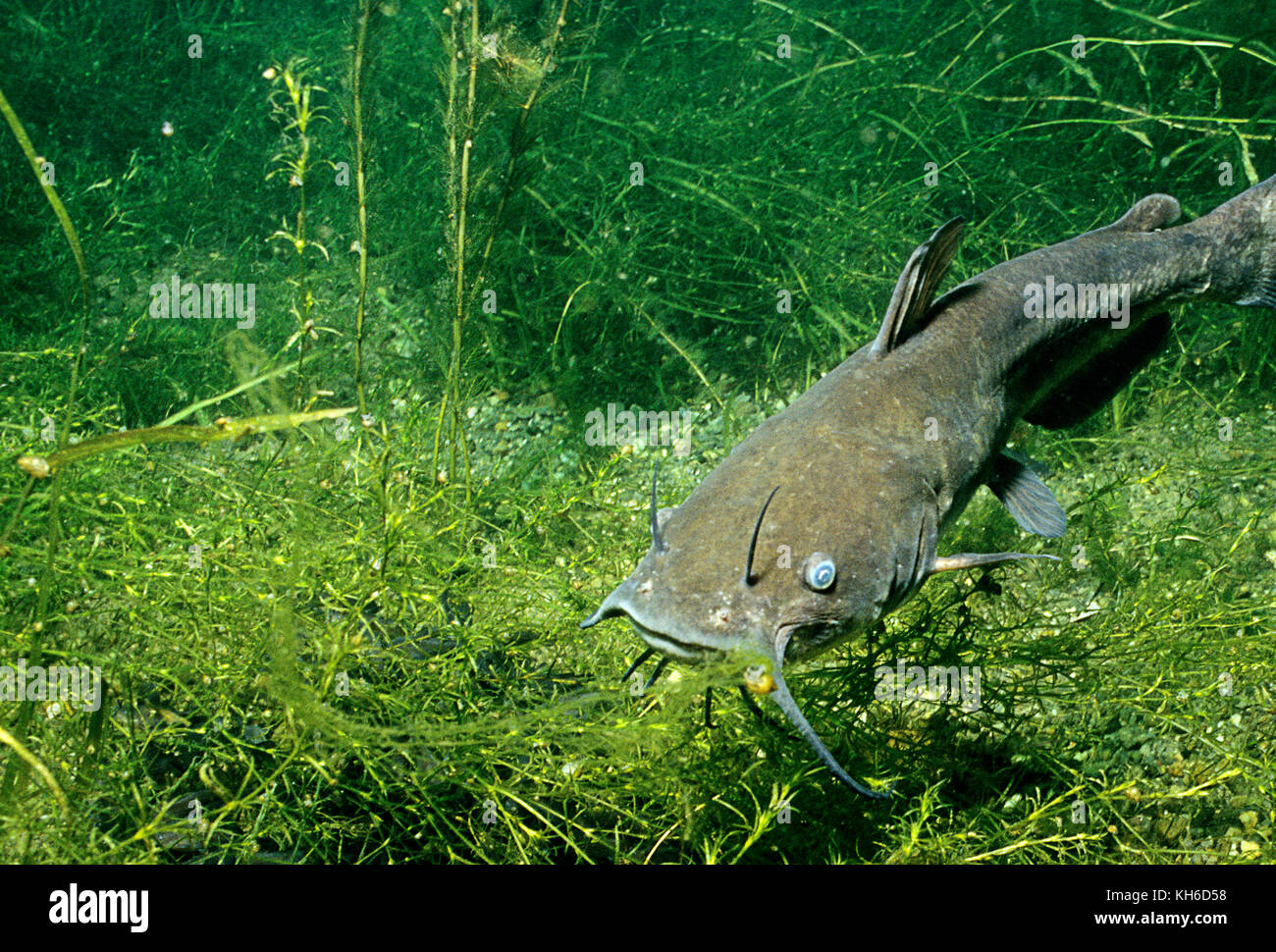 Brown embase sous l'eau dans le fleuve Saint-Laurent. Banque D'Images