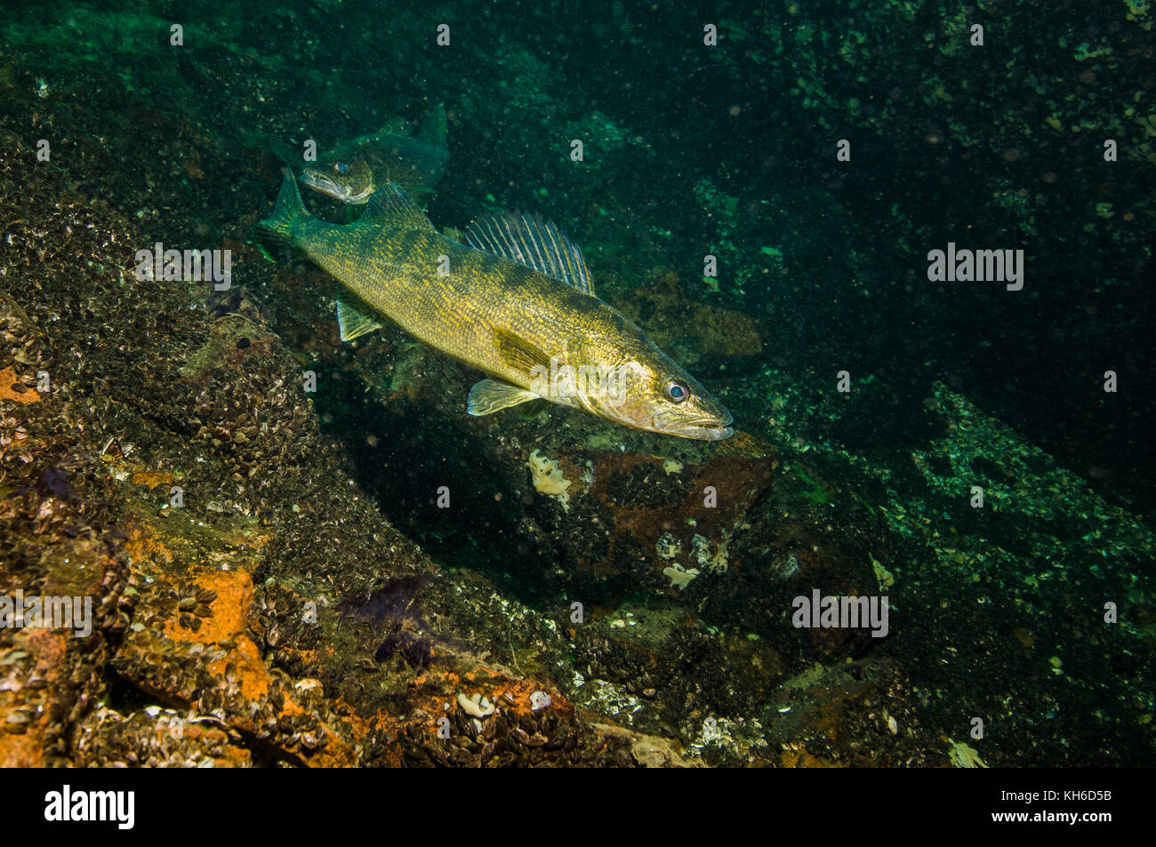 Poisson doré dans le fleuve Saint-Laurent. Banque D'Images