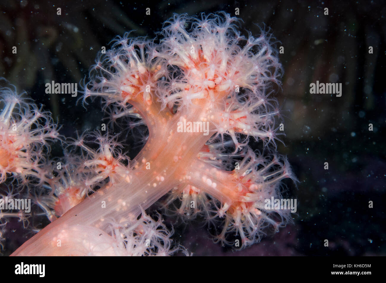 Close up of les tentacules d'un corail rouge Banque D'Images