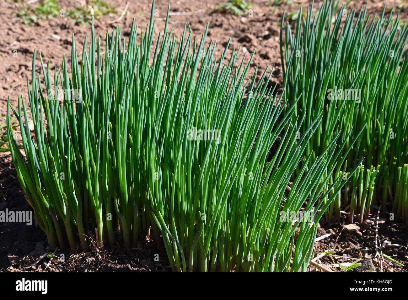 Des tas de jeunes oignons verts de plantes poussant sur un lit dans le potager au début du printemps Banque D'Images