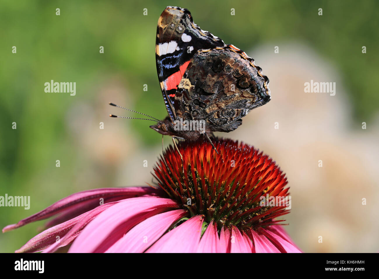 L'amiral rouge, Vanessa atalanta papillon se nourrit de l'échinacée. Banque D'Images