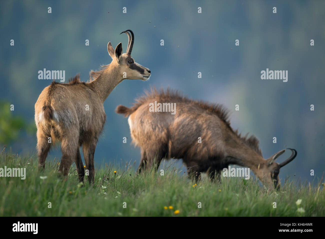 Chamois ( Rupicapra rupicapra ), deux adultes, debout dans une haute herbe d'un pré alpine en pleine floraison, on observe, on broute, wildife, Europe. Banque D'Images