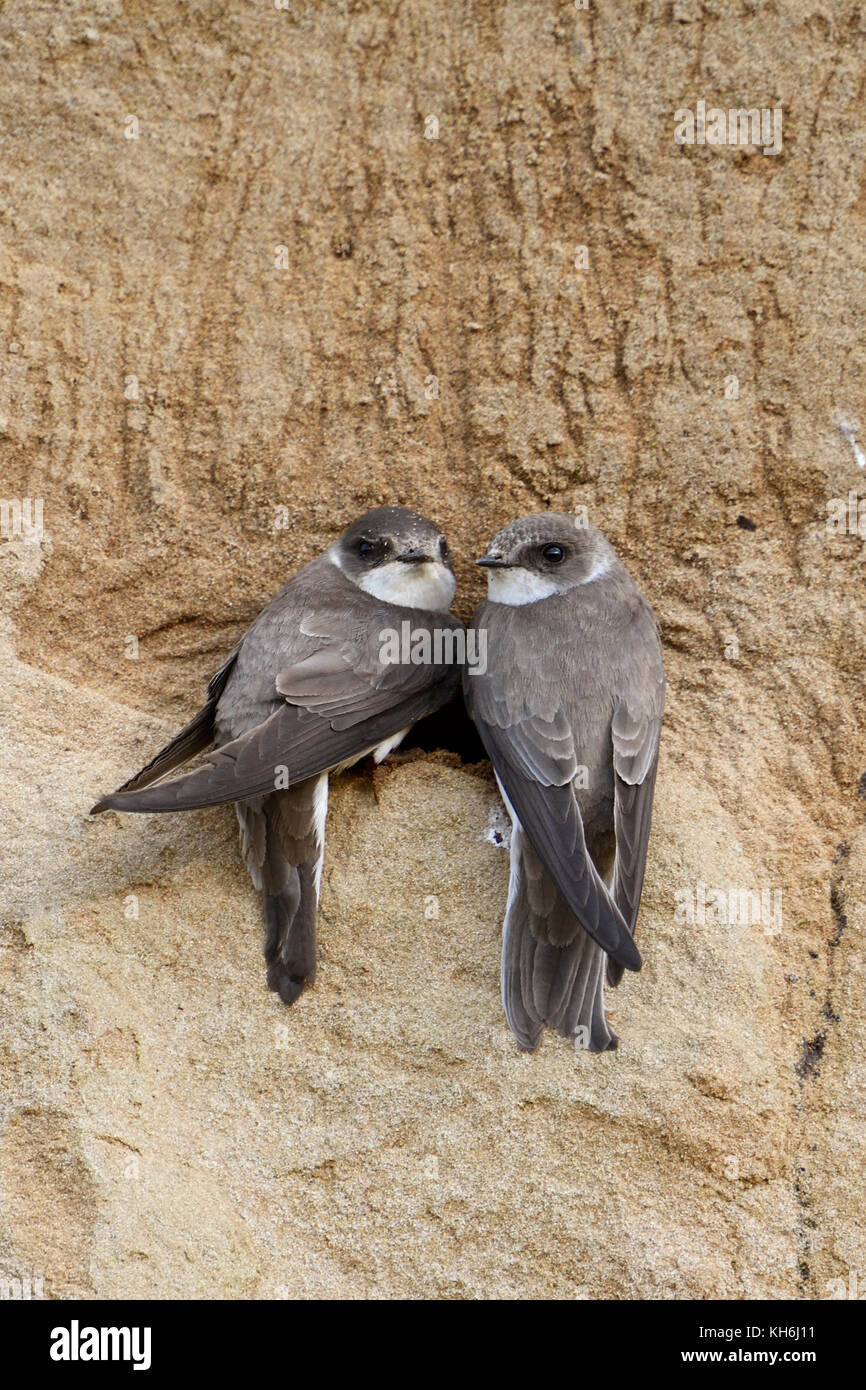 Sand Martin / Hirondelle / Uferschwalbe (Riparia riparia), paire, perché autour de leur nid dans une rivière, regarder, de la faune, de l'Europe. Banque D'Images