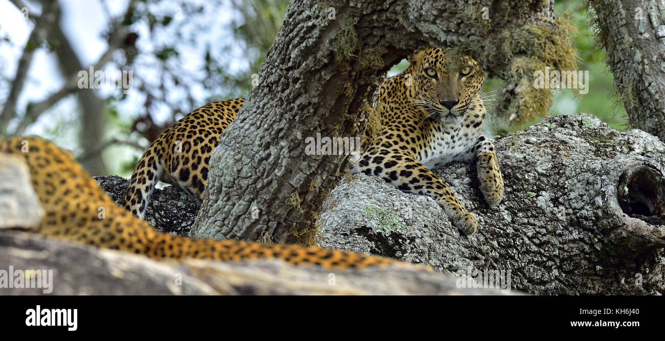 Leopard femme sri-lankais le léopard (Panthera pardus kotiya) Banque D'Images