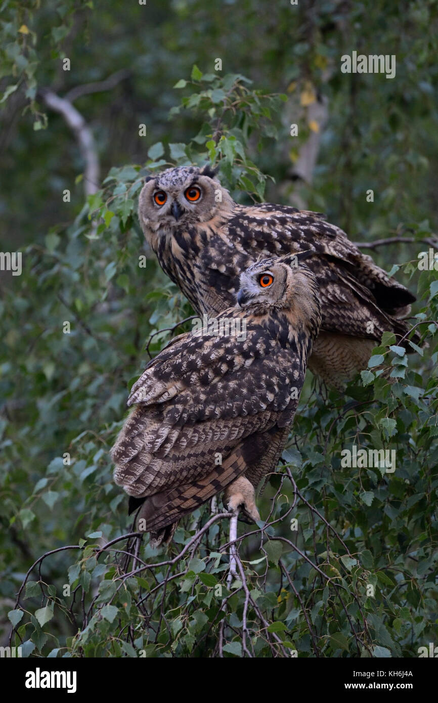 Hibou de l'aigle eurasien ( Bubo bubo ) deux jeunes hiboux, adolescents, perchés côte à côte dans un bouleau, au crépuscule, faune, Europe. Banque D'Images